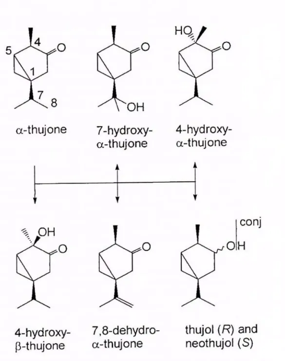 Figure 56 : Structure de l’alpha-thuyone et ses 6 métabolites après métabolisation par le  cytochrome (69) 