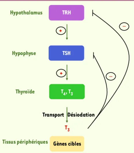 Figure 3 : Rétrocontrole thyroïd stimulating hormone (7) 