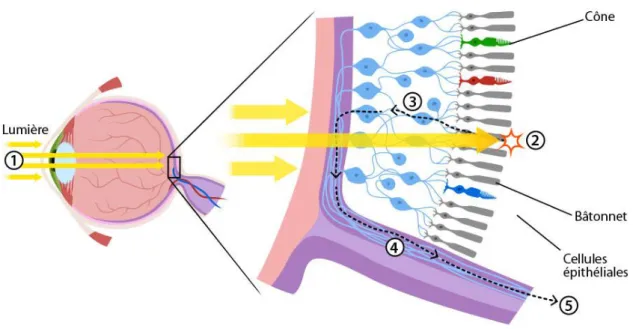 Figure 9 : Le trajet de la lumière jusqu'aux cônes et bâtonnets   (https://askabiologist.asu.edu/batonnets-et-cones) 