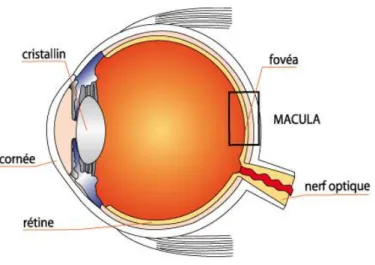 Figure 10 : Macula et fovéa  