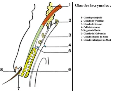 Figure 19 : Les glandes lacrymales  