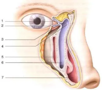 Figure 20 : Les voies lacrymales 