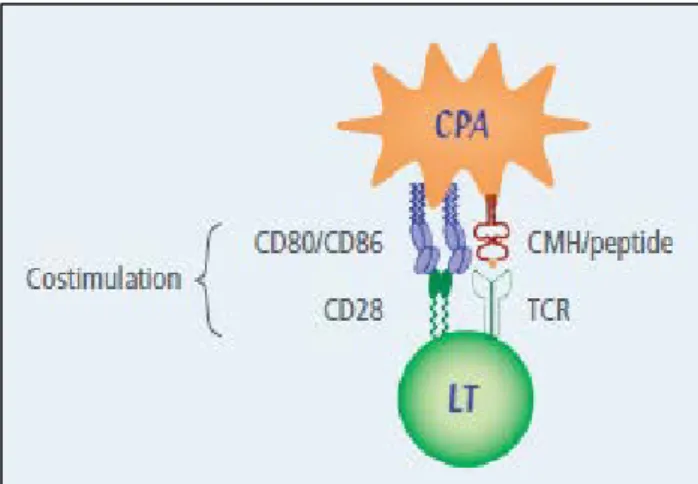 Figure 5 : Interaction entre un lymphocyte T et une cellule présentatrice d'antigène 