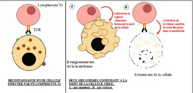 Figure 6 : Reconnaissance et élimination d'une cellule infectée par un lymphocyte Tc 