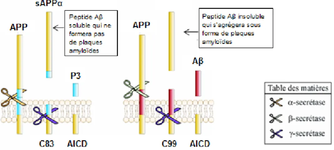 Figure 11 : Voies amyloïdogénique et non-amyloïdogénique du métabolisme de l'APP 