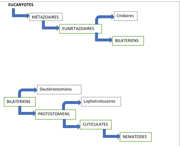 Figure 2 : Classification phylogénétique des parasites EUCARYOTES MÉTAZOAIRES EUMETAZOAIRES  BILATERIENS Cnidaires BILATERIENS Deutérostomiens PROTOSTOMIENS CUTICULATES Lophotrotozaires  NEMATODES 