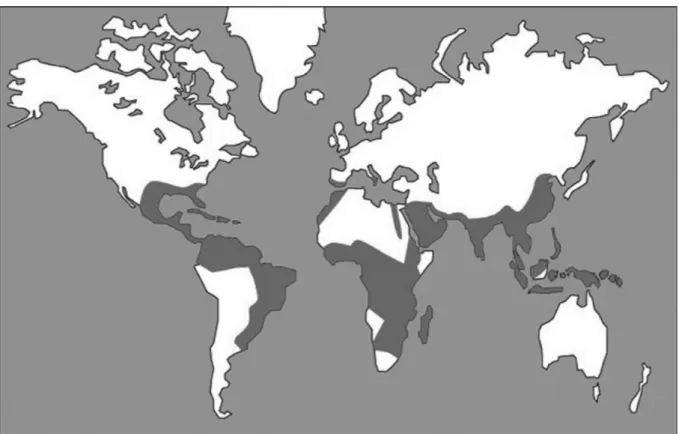 Figure 5 : Répartition géographique de l'anguillulose. (Carte) Tiré du site ANOFEL  http://campus.cerimes.fr/parasitologie/enseignement/anguillulose/site/html/iconographie.html 