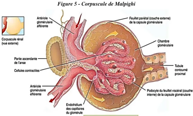 Figure 5 - Corpuscule de Malpighi 
