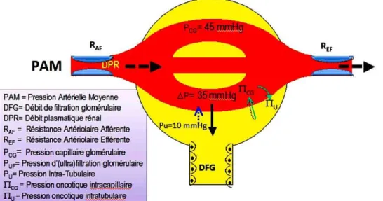 Figure 6 - Influence des pressions sur le débit de filtration glomérulaire 