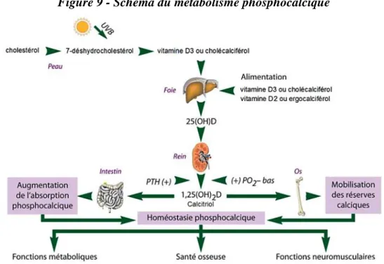 Figure 9 - Schéma du métabolisme phosphocalcique 