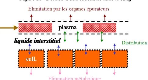 Figure 10 - Devenir d'une substance dans le sang 