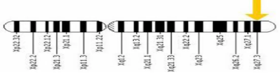 Figure 2 :  localisation du gène FMR1 sur le chromosome X 