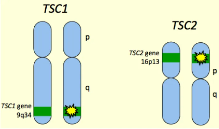 Figure 3 : localisation des gènes TS 