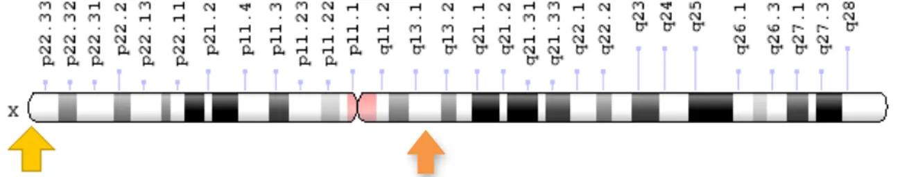 Figure 4 : localisation des gènes NLGN3 et NLGN4 