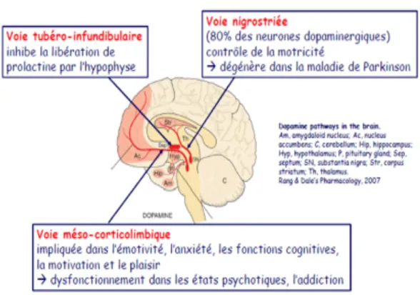 Figure 9 : Les 3 voies dopaminergiques 