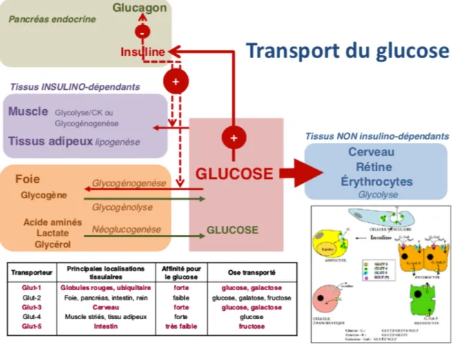 Figure 2. Métabolisme glucidique 3