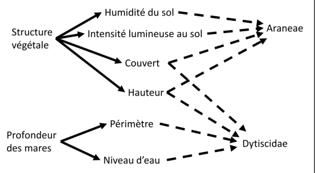 Figure 1 Schéma conceptuel reliant les variables environnementales mesurées entre elles et aux taxons  à l’étude