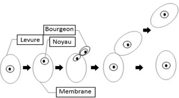 figure g : Schéma d'interprétation de la reproduction asexuée de Saccharomyces cerevisia (source : Castan C., 20g6)