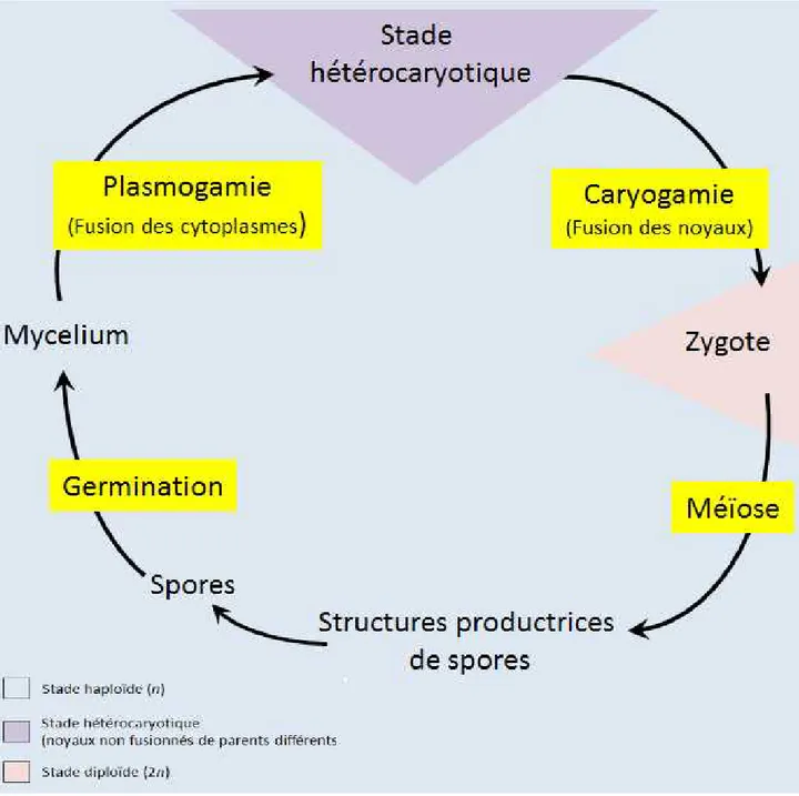figure 6 : Schéma d'interprétation des diférents stade de la reproduction sexuée chez le  Basidiomycète (source : d’après suprago.com)