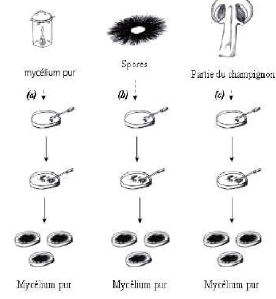 figure gg : Schéma explicatif de l’Obtention du mycélium pur à cultiver (source :  d'après Cassar, 20g6)
