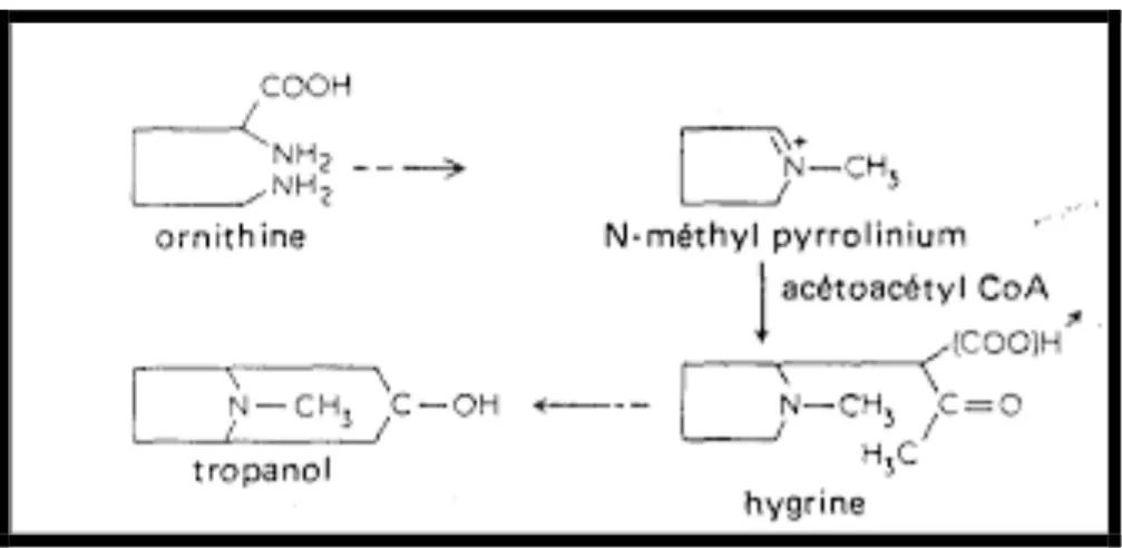 figure 9 : synthèse du tropanol passage par l’intermédiaire N-méthylpyrrolinium [5] 