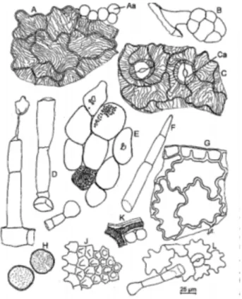 figure 13: éléments microscopiques caractéristiques de la belladone [7] 