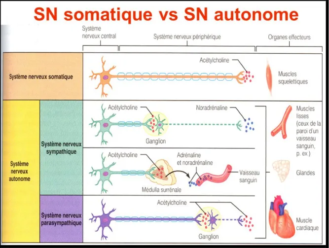 figure 14: organisation générale du système nerveux [5] 