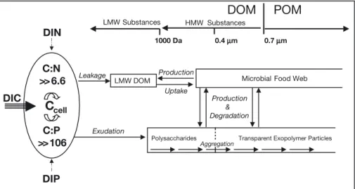 Fig. 1. Conceptual model showing potential pathways of organic matter released by an autotrophic cell