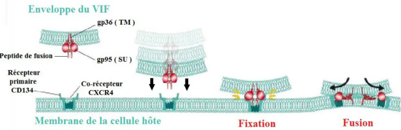 Figure 12 : Fixation et fusion du VIF avec la membrane de la cellule hôte
