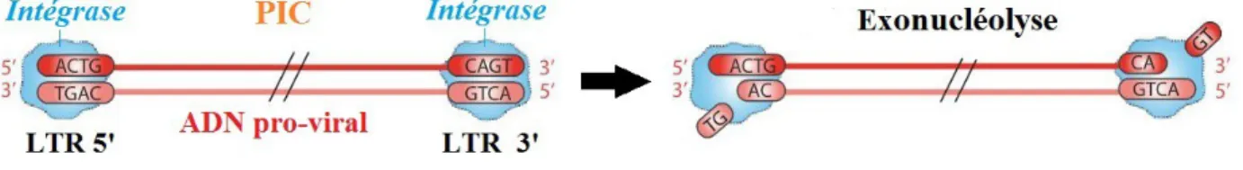 Figure 15 : Étapes de l'intégration pro-virale lors du cycle de réplication du VIF