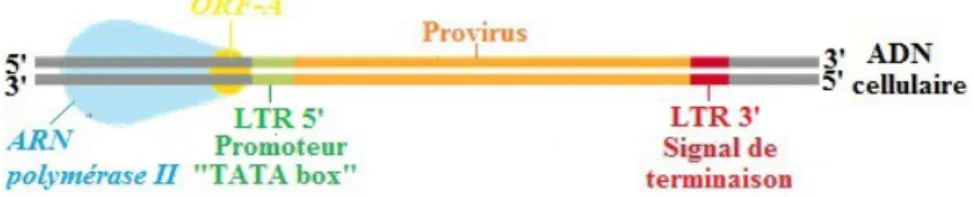 Figure 16 : Étapes de la transcription pro-virale lors du cycle de réplication du VIF 1