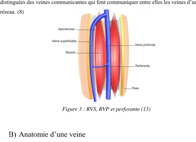 Figure 3 : RVS, RVP et perforante (13)