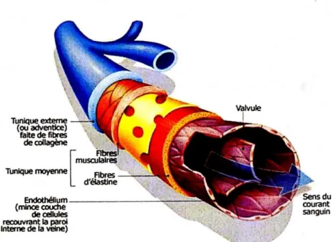 Figure 4 : La paroi veineuse (18) 