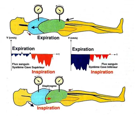 Figure 12 : Modulation du flux veineux par le diaphragme (19) 