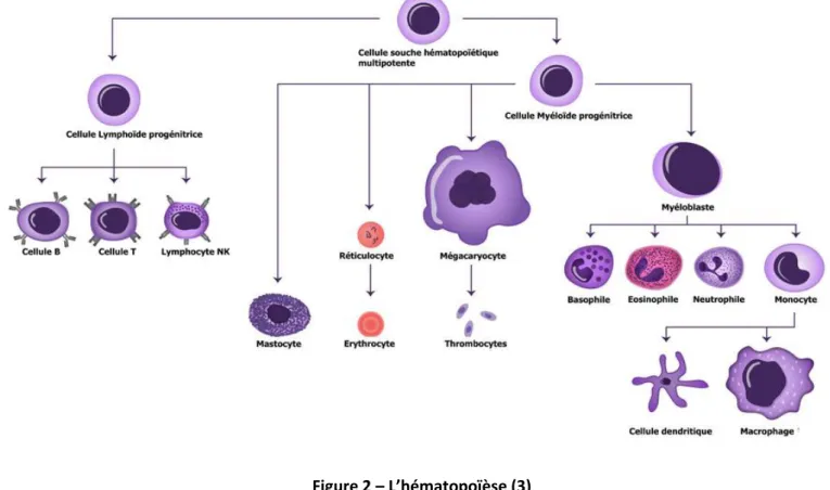 Figure 2 – L’hématopoïèse (3)  