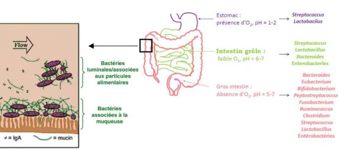 Figure 11 – Répartition du microbiote dans le système digestif de l’Homme (18), (21) 