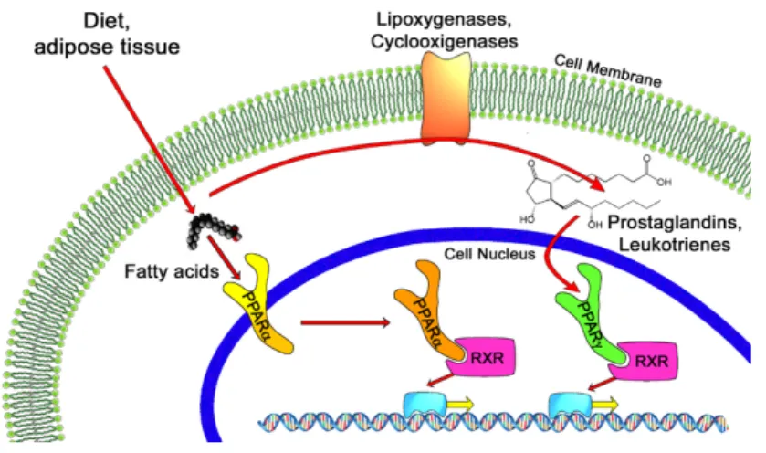 Figure 4 : Adipogénèse, Source Wikipedia Marc Somoza 2006 