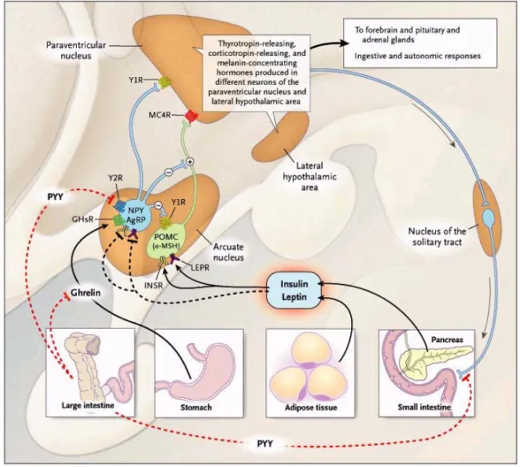 Figure 5 : Régulation centrale de la prise alimentaire  