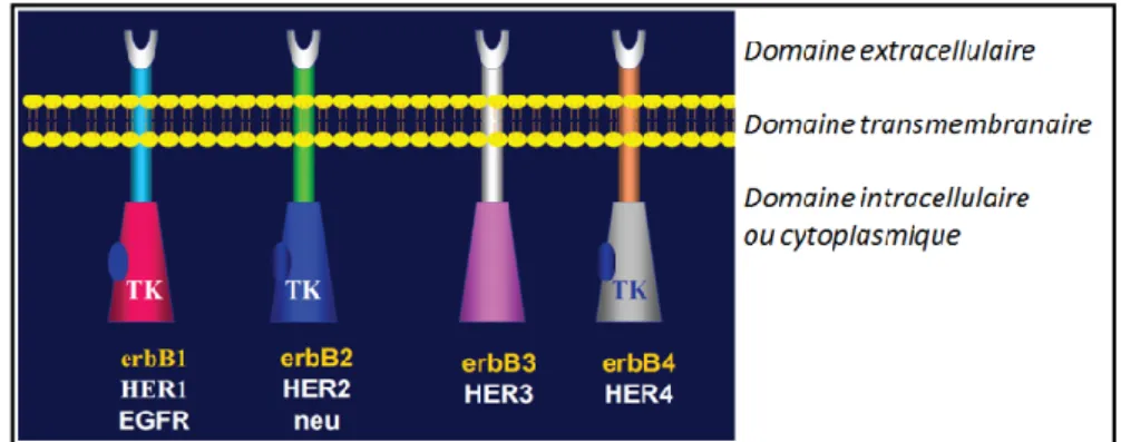 Figure 5 : Structure des récepteurs HER (37)