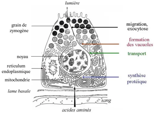 Figure 3 : Polarité structurale de la cellule acineuse pancréatique 6