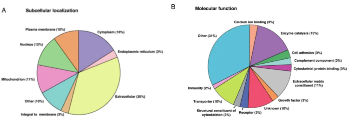 Figure 4 : Protéines dont l’expression est altérée dans le LF des patientes avec SOPK (extrait  et adapté de Ambekar et al., 2015) : protéines à localisation subcellulaire (A), protéines 