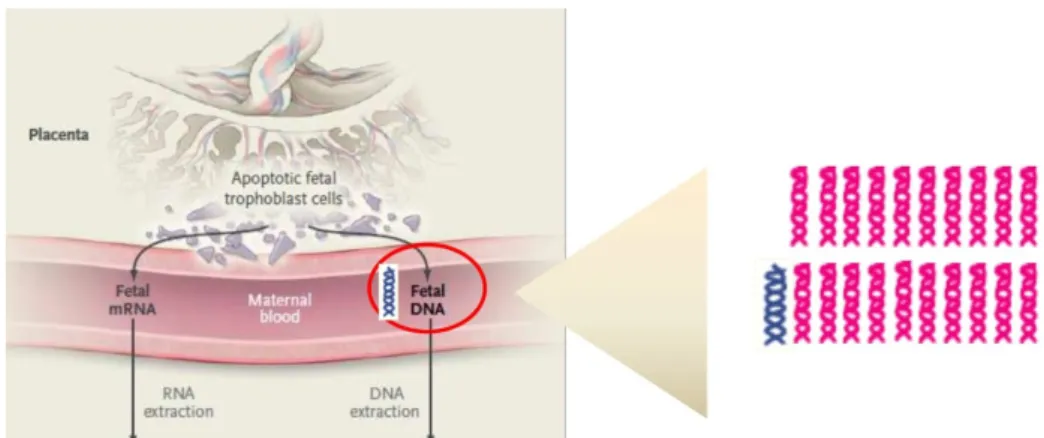 Figure 6 : Passage de l’ADN libre fœtal dans la circulation maternelle (extrait de 