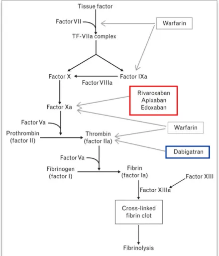 Figure  1  :  Représentation  schématique  de  la  cascade  de  coagulation  et  cibles  des  anticoagulants oraux (d’après Grottke, 2015 (12))
