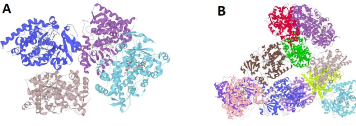 Figure 5 : Représentation 3D de la structure protéique des CYP3A4 (A) (57) et CYP3A5 (B) (58)