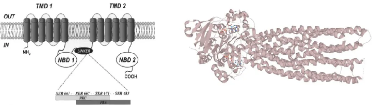 Figure 7 : Structure protéique de la P-gp (d’après Aller, 2009 (73)) et sa représentation 3D (74)