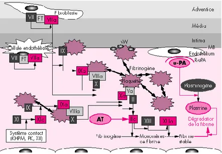 Figure 1 : Schéma général de la coagulation  1.1. Hémostase primaire 