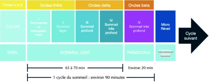 Figure 8 : Phases du sommeil et ondes cérébrales physiologiques (auteur, d’après les sites  n°52 et n°27)