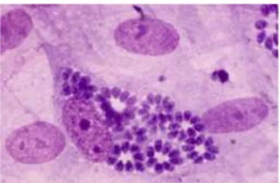 Figure 2 : Tachyzoïtes colorés au May-Grunwald-Giemsa, culture cellulaire sur fibroblastes  MRC5(2) 
