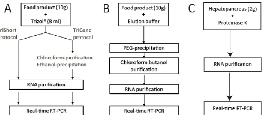 Fig. 3. Overview of methods for detection of NV in soft red fruits (A), ready-to-eat foods (B) and  shellfish (C) 