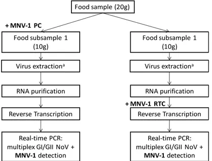 Fig. 4. Proposed detection strategy including MNV-1 as process control (MNV-1 PC) and reverse  transcription control (MNV-1 RTC)